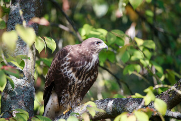 A common buzzard on a tree