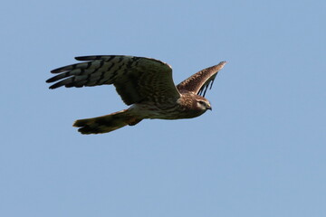 busard cendré femelle dans le ciel bleu
