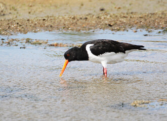 An Oystercatcher (Haematopus ostralegus) searching for Food, Peninsula Nordstrand, Germany, Europe