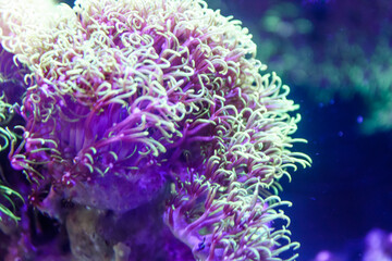 Green star polyps in our aquarium