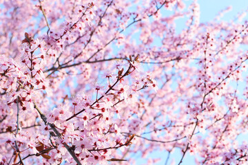 Beautiful blooming trees with pink sakura flowers in spring. Sakura blossom (sakura hanami).