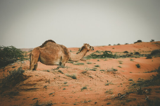 Camel in the Desert, Ras al Khaimah (Ra&rsquo;s al-Chaima), Vereinigte Arabische Emirate, Asien