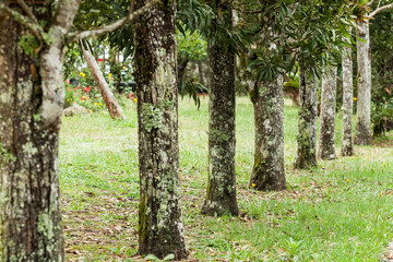 Nature - Tree trunk perspective view; selective focus.
