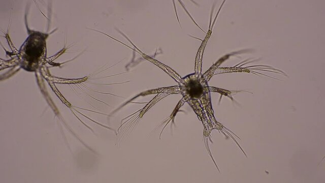 Nauplius larva of white shrimp swimming in sae water under microscope, Asia. Microscopic, Macro, Macrophotography, Biology, Laboratory.