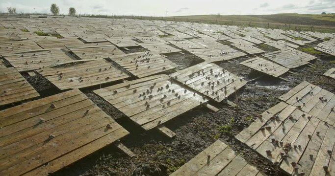 Large snail farm with breeding trays outdoors in a field covered in live fresh snails for the food market.