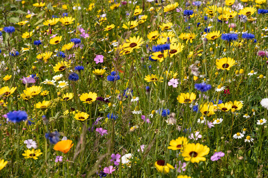 Wildflowers on a meadow in summer