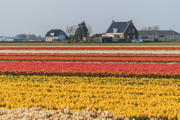 Colourful tulip field in Netherlands.