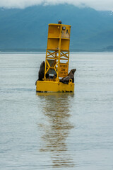 Steller sea lion relaxing on buoy, seen sailing while Sailing from Valdez, Alaska