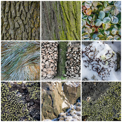 Set of natural textures. Nature objects close-up: trunks and bark of trees, foliage of plants, surface of stones, grass, moss and lichen, hoarfrost and snow. Backgrounds collection for design.