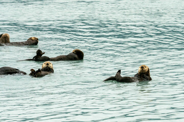 Sea Otters, seen while sailing from Valdez, Alaska