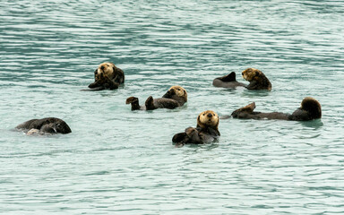 Sea Otters, seen while sailing from Valdez, Alaska