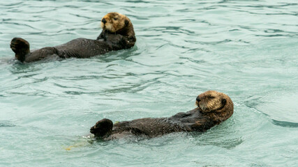 Sea Otters, seen while sailing from Valdez, Alaska