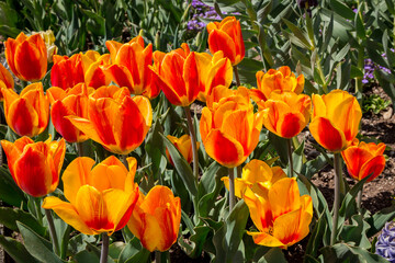 Colorful Tulip Festival
