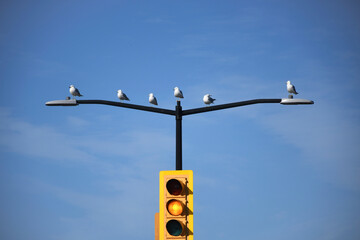 Las aves y el semáforo