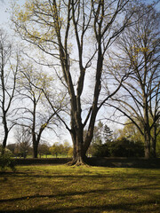 Trees and Park view
