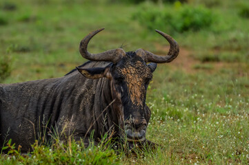 Naklejka na ściany i meble Blue wildebeest, Connochaetes taurinus sitting and relaxing in South Africa game reserve