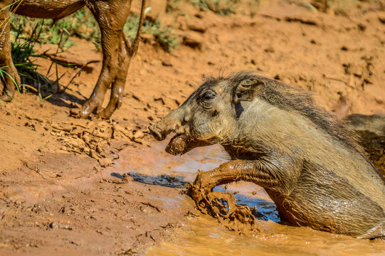 Young warthog having mmud batch in a waterhole in Pilansberg national park during hot summer
