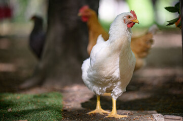 Insieme di tre galline colorate che razzolano in libertà in cerca di cibo