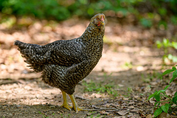 Pollastra grigio e nera libera nel cortile in primo piano