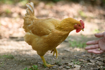 Gallina libera nel prato osserva curiosa la mano maschile tesa che ha davanti in cerca di cibo


