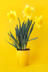 Beautiful bouquet of blooming yellow daffodils in  bucket.