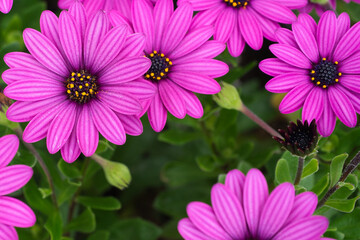 Background of lilac daisies. Botanical name: Osteospermum ecklonis