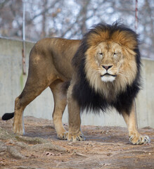 Fototapeta na wymiar lion in the zoo
