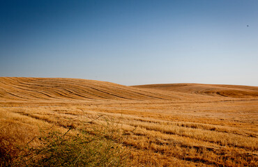 Fototapeta na wymiar field of wheat and sky