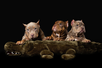 Three puppies of american bully dog sitting on the toy crocodile - like they a hunter dogs. Studio...
