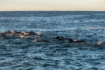 Fototapeta premium Dolphin at sunrise, Australia