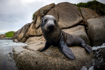 Close up of a baby seal, Australia