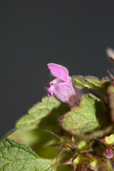 Flower blossom Lamium hybridum family lamiaceae botanical modern high quality big size prints