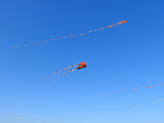 kite in the sky