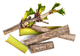 Guelder Rose Bark Strips (Viburnum Opulus). Fresh Medicinal Raw Material. Also Known as Water...