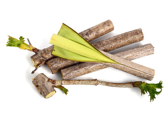 Guelder Rose Bark on the Stem Opening (Viburnum Opulus). Fresh Medicinal Raw Material. Also Known...