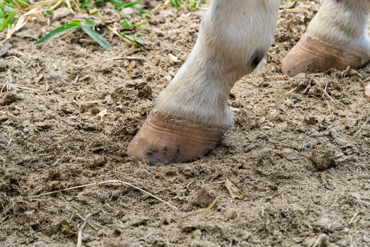 Detailed close-up at horse hoof. High-resolution image.