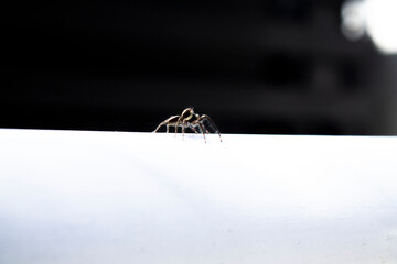 spider on a tube 