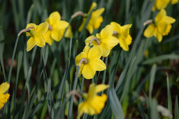 Obraz premium spring flowers in the natural field. Photography for illustration of freshness, spring, good for banner, congratulation card