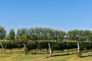 rows of vine trellises in a vineyard
