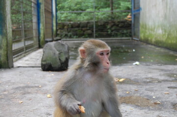 Caged monkey 2