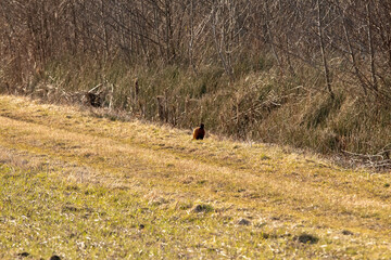 bird on edge of field