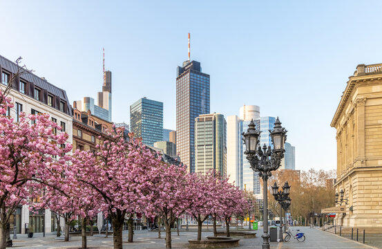 Cherry blossom trees old opera Frankfurt-3