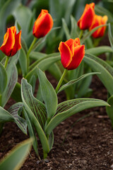 Mixed color tulips growing in the natural field. Best for the illustration of celebration, birthday, party, banner, spring, freshness, and summer