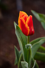 Tulip blooming in the park as the illustration of the spring and new life