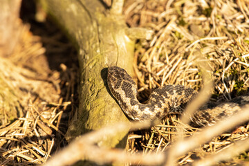 snake sunbathing