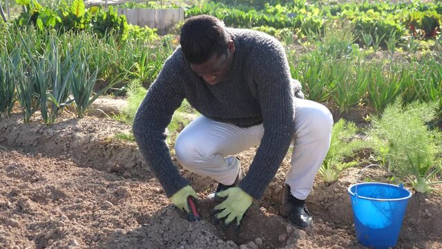 African farmer planting seedlings in freshly ploughed garden beds in the spring. High quality 4k footage
