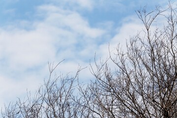 Fototapeta na wymiar sky clouds, and tree
