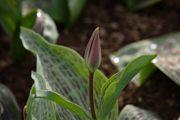 Tulip blooming in the park as the illustration of the spring and new life