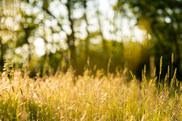 Selective and soft focus of grass, flowers and wild plants moving by a blowing wind and illuminated by a golden sunset. Blurred forest in the background.