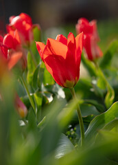 Red tulip flowers in the natural park 